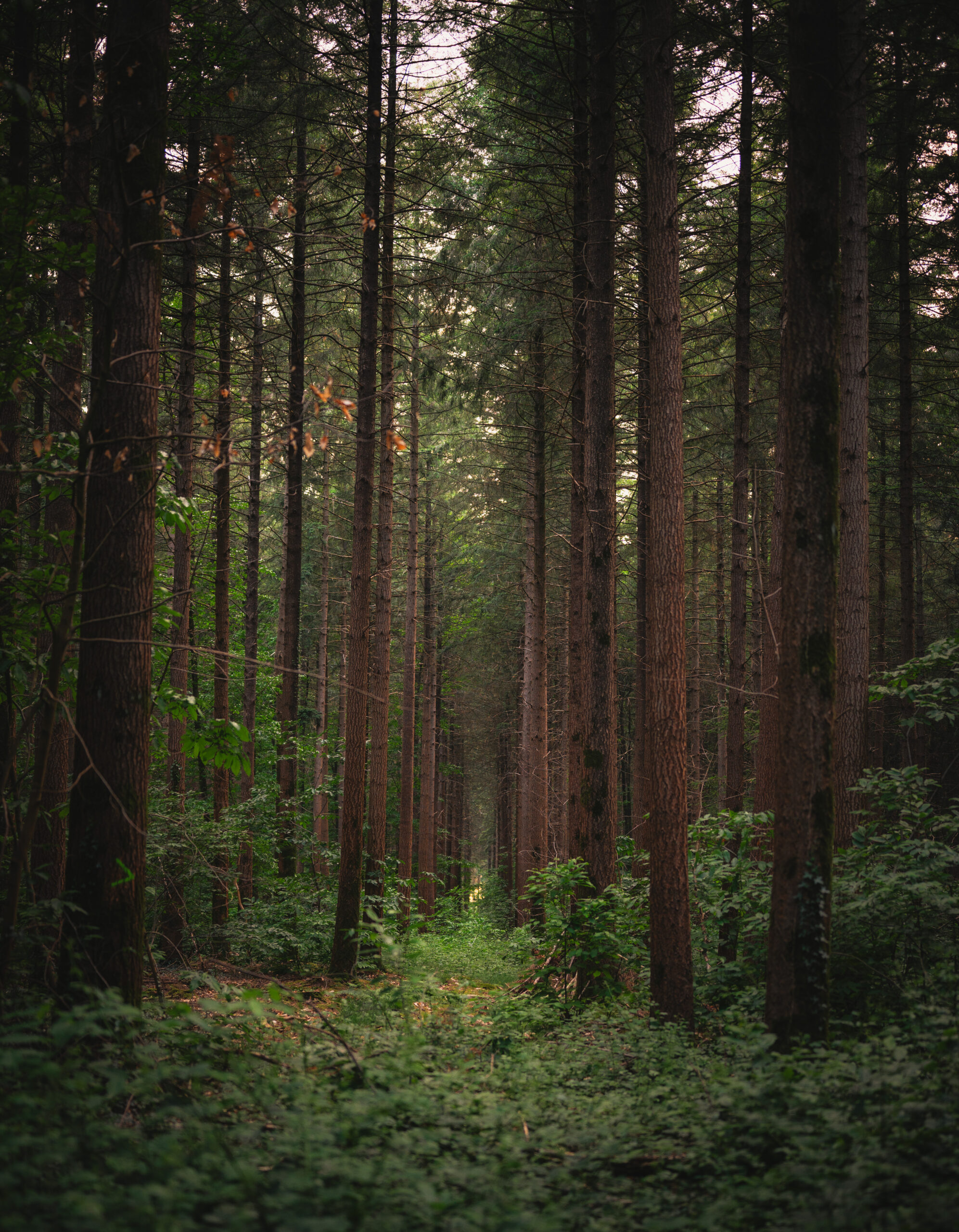 forêt